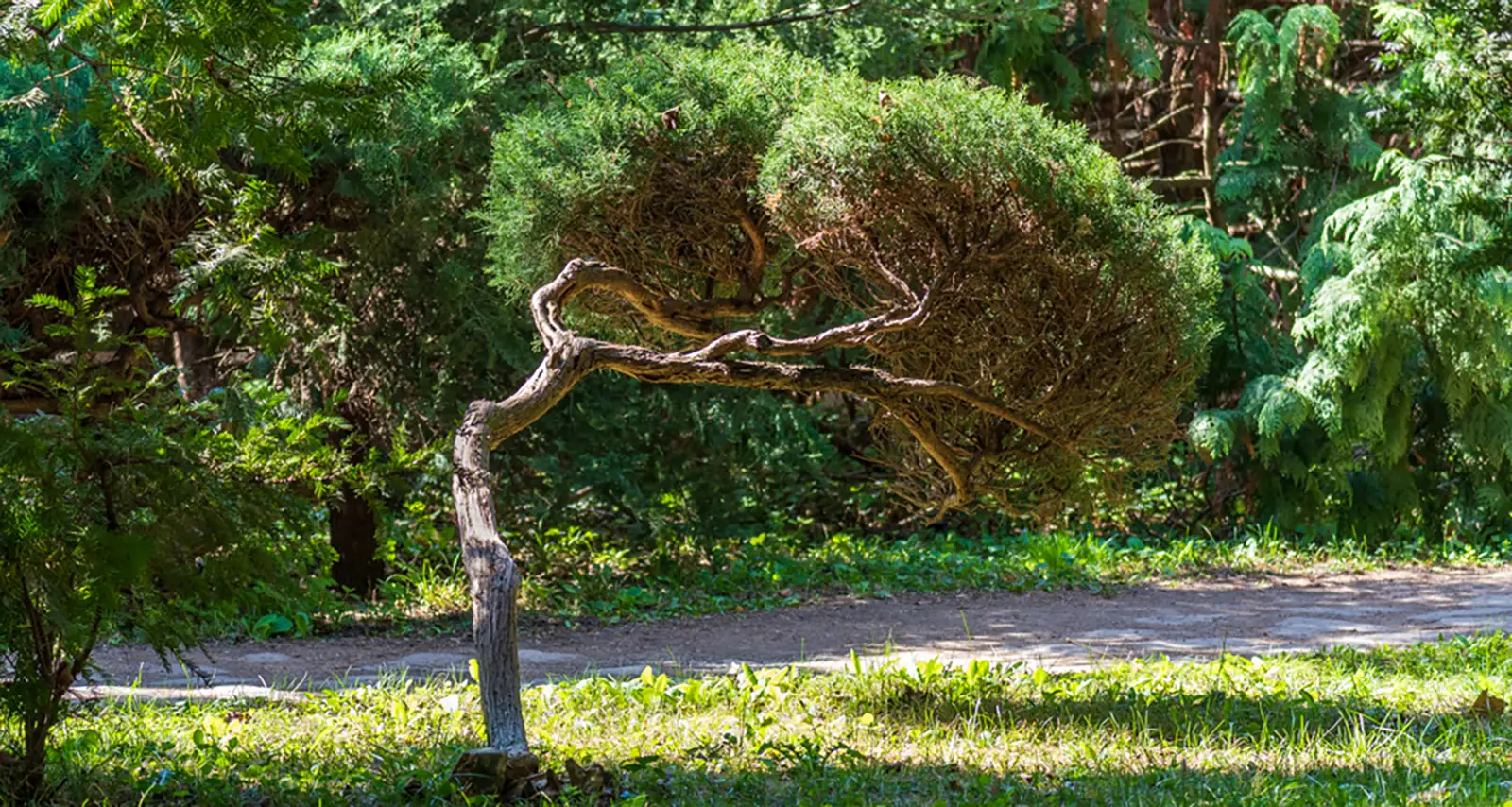 Bonsai a füvészkertben