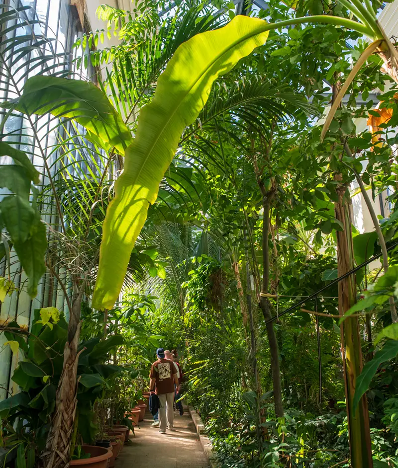 Pálmaház a füvészkertben