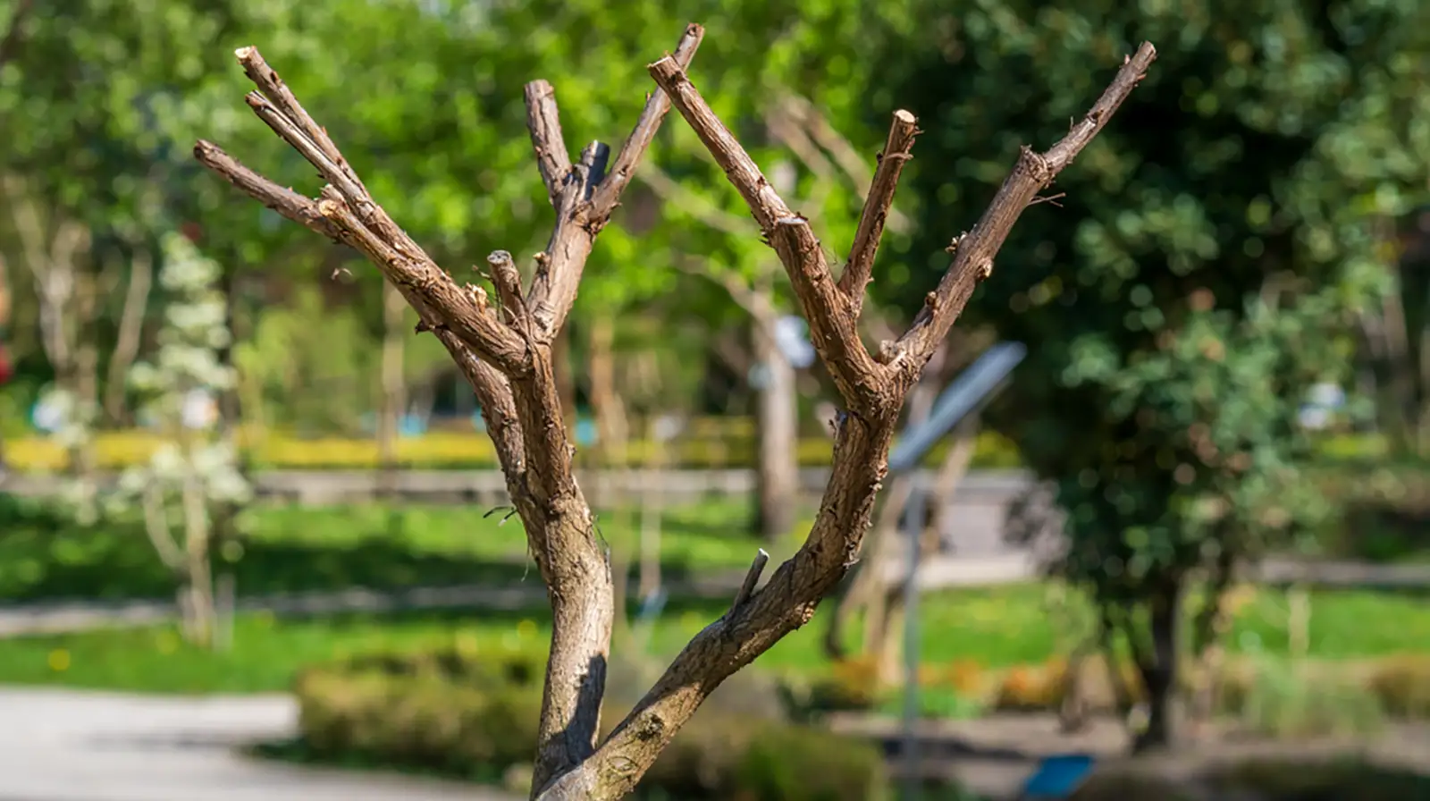 Füvészkert villát formázó faágak