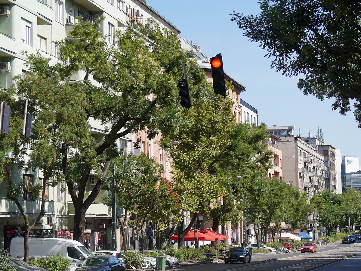 Zöldellő hatalmas fák az út mindkét oldalán