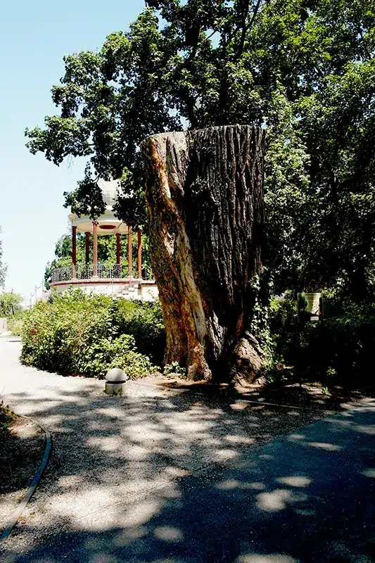 Holtfa a Margitszigeten